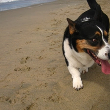 Beaches, Welsh corgi cardigan