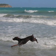 Doberman, Beaches, running