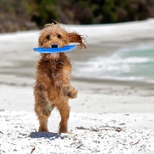 jump, Beaches, dog