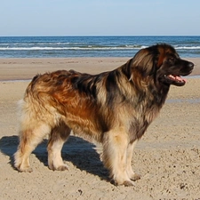 Beaches, Leonberger