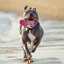 Beaches, Tounge, dog, Pit Bull