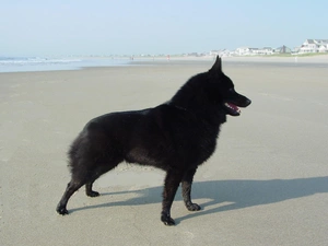 Beaches, Schipperke