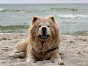 sea, Chow chow, Beaches