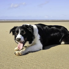 Beaches, Collie, dog, sea, pastoral