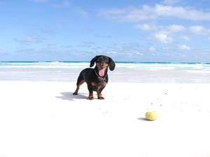 the ball, dachshund, Beaches