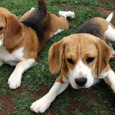 Beagle, Dogs, Two cars, Charming