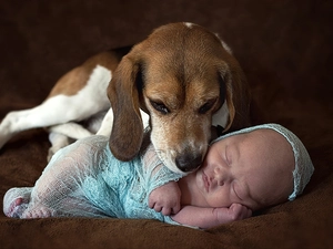 Beagle, babe, dog