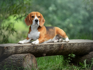 dog, Wooden, Bench, Beagle