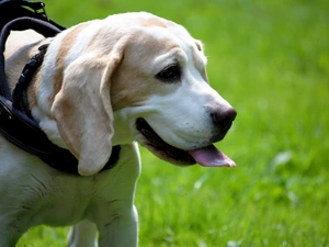 dog-collar, dog, Beagle