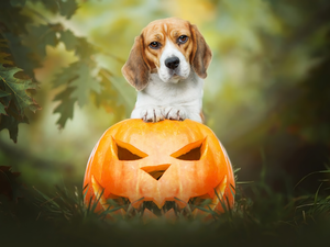 dog, pumpkin, halloween, Beagle