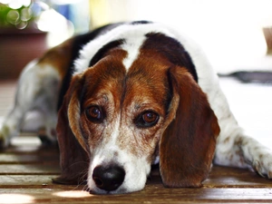 Beagle, lying, dog