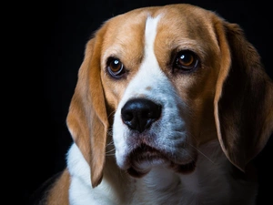 Beagle, sad, dog