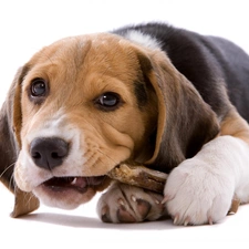 Beagle, dog