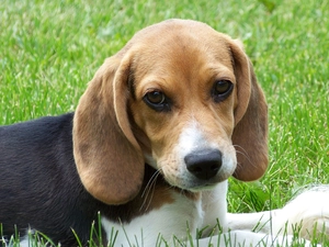 Beagle, grass