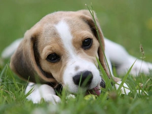 Beagle, grass
