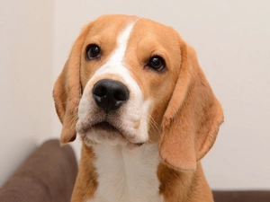 Beagle, muzzle