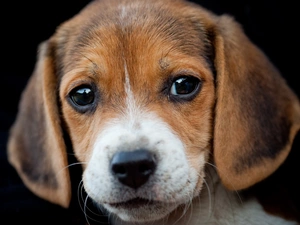 Beagle, portrait