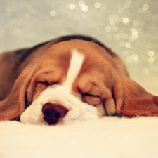 puppie, basset, sleepy