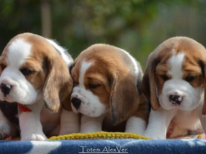 Beagle, sweet, puppies