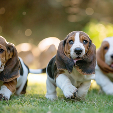 puppies, Basset Hound, Three