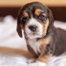 Puppy, Beagle, dog