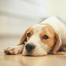 Puppy, Beagle, dog