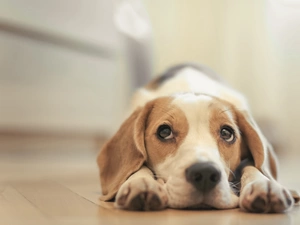 Puppy, Beagle, dog