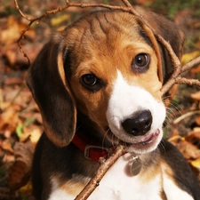 Beagle, stick