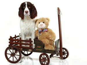 toys, dog, teddy bear