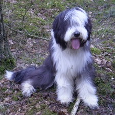 Bearded collie