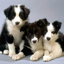 Bearded collie, puppies, Three, sweet