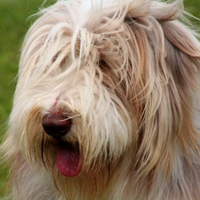 Tounge, Bearded collie