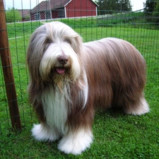 Bearded collie, Well-maintained