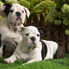 beatyfull, Two cars, Garden, Bulldogs, grass