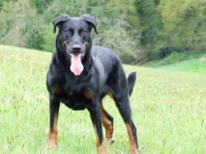 Beatyfull, Beauceron, Big