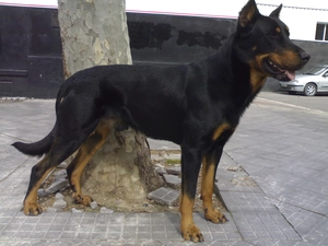 Beauceron, Black