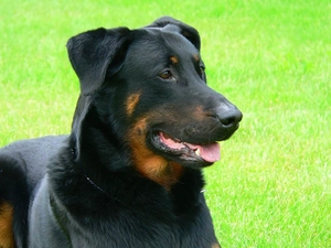 mouth, Shepherd French Beauceron