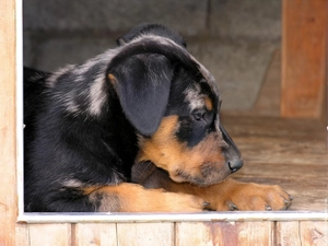 Beauceron, honeyed, Puppy