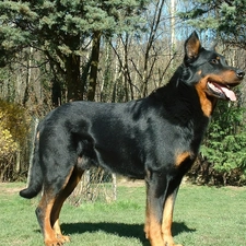 tan, Beauceron, Black