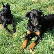 Beauceron