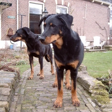 Beaucerony