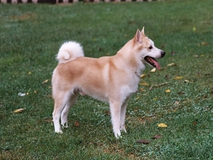 beautiful, Norsk Buhund