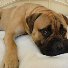 White Bed, Bullmastiff