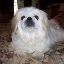 White Bed, pekinese