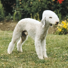 Bedlington Terrier