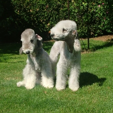 Bedlington Terriery, Two cars