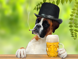 boxer, Cigarette, Hat, Beer