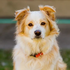 beige, Border Collie, dog