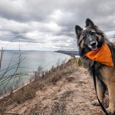 Belgian Shepherd Tervuren, lake, dog, scarf