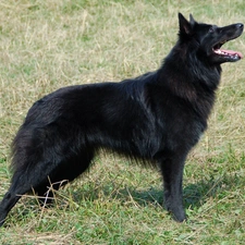 Belgian Shepherd Groenendael, Black